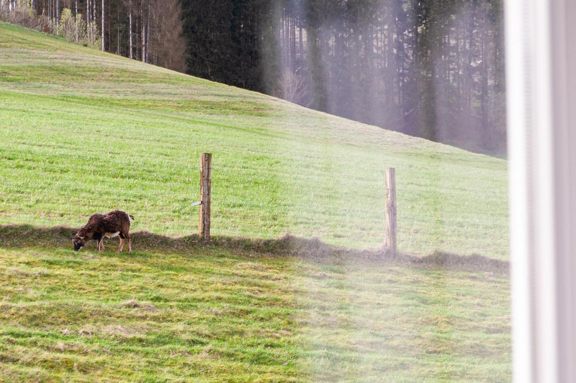 Forellenhof Wald- Und Wiesenquartier Bad Berleburg Exterior foto